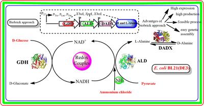 Efficient biosynthesis of D/L-alanine in the recombinant Escherichia coli BL21(DE3) by biobrick approach